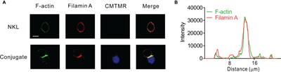 Filamin A Is Required for NK Cell Cytotoxicity at the Expense of Cytokine Production via Synaptic Filamentous Actin Modulation